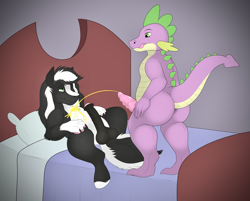 Size: 2894x2329 | Tagged: explicit, artist:rockyjstinkston, spike, oc, oc:zenawa skunkpony, anus, baby, baby dragon, balls, barbed penis, bed, bedroom, canon x oc, claws, dragon, dragon dick, earth pony, earth pony oc, fetish, foalcon, g4, gay, genitals, horsecock, hybrid, hybrid oc, imported from derpibooru, indoors, interspecies, large butt, licking, licking lips, lying down, male, medial ring, nudity, on back, one eye closed, paws, penis, pissing, raised tail, shipping, skunk, skunk pony, spread legs, spreading, stallion, tail, tongue out, urine, watersports
