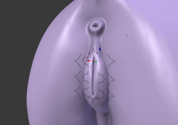 Size: 1059x744 | Tagged: explicit, artist:anon-0df3, 3d, 3d model, anatomically correct, animated, anus, blender, clitoris, female, foalcon, gif, imported from derpibooru, nudity, pony, solo, solo female, vulva, vulvar winking, wip