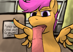 Size: 1080x768 | Tagged: explicit, artist:thebathwaterhero, scootaloo, blowjob, female, filly, foal, foalcon, g4, horsecock, imported from derpibooru, just the tip, licking, licking cock, looking at you, nudity, oral, pegasus, penis, pony, sex, spread wings, tongue out, wings