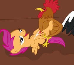 Size: 692x600 | Tagged: explicit, scootaloo, bestiality, chickun, exploitable meme, female, foalcon, g4, imported from derpibooru, interspecies, male, nudity, rooster, scootachickun, straight, vulva