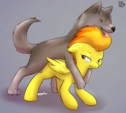 Size: 1280x1152 | Tagged: explicit, artist:atrolux, ambiguous penetration, bestiality, blank flank, cum, dead source, dog, dog on filly action, dripping, female, filly, filly spitfire, foal, foalcon, g4, imported from derpibooru, male, pegasus, pony, sex, spitfire, straight, younger