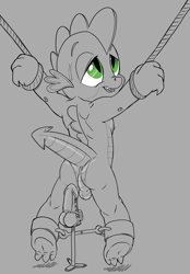 Size: 1738x2500 | Tagged: explicit, artist:smudge proof, spike, anus, balls, bondage, dildo, dragon, foalcon, g4, imported from derpibooru, male, muscles, nudity, rope, sex toy, solo, solo male, suspended, vibrator