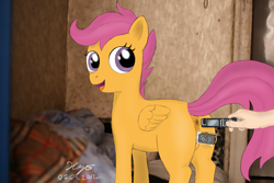 Size: 1280x853 | Tagged: explicit, scootaloo, anus, butt, female, filly, foal, foalcon, g4, human, human male, human male on filly, human on pony action, imported from derpibooru, insertion, interspecies, looking back, male, nudity, pegasus, plot, pony, puckered asshole, shipping, smiling, straight, tech fetish, unusual insertion, vaginal insertion, vaginal secretions, vulva