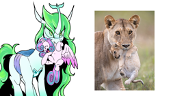 Size: 1920x1080 | Tagged: safe, artist:deadleaf404, artist:thurder2020, princess flurry heart, queen chrysalis, alicorn, big cat, changedling, changedling queen, changeling, cub, duo, eye clipping through hair, female, filly, foal, g4, imported from derpibooru, irl, lion, lioness, paw pads, paws, photo, ponified animal photo, pony, purified chrysalis, reference included, scruff