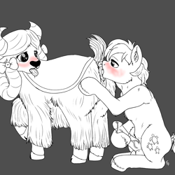 Size: 3000x3000 | Tagged: explicit, artist:ponykittenboi, balls, blushing, butt, cloven hooves, cunnilingus, derpibooru exclusive, dock, drool, ear fluff, earth pony, female, foalcon, g4, gray background, heart eyes, high res, horsecock, imported from derpibooru, interspecies, limited palette, lineart, male, nudity, oral, partial color, penis, plot, pony, precum, sandbar, sex, ship:yonabar, shipping, simple background, straight, tail, unfinished art, vulva, wingding eyes, wip, yak, yak on pony action, yona, yonass