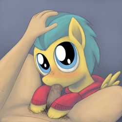Size: 1500x1500 | Tagged: explicit, artist:unsavorydom, blowjob, blushing, clothes, colt, foal, foalcon, g4, gay, holding head, hoodie, human, human male, human male on colt, human on pony action, imported from derpibooru, interspecies, male, male pov, nudity, offscreen character, oral, pegasus, penis, pickle barrel, pony, pov, pubic hair, sex, wings