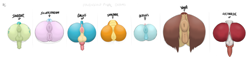 Size: 979x226 | Tagged: explicit, artist:aer0 zer0, editor:deserter, anus, balls, butt, canine penis, changedling, changeling, color edit, colored, dragon, earth pony, edit, female, foalcon, furry, g4, gallass, gallus, griffon, imported from derpibooru, lycanroc, midnight lycanroc, nudity, ocellass, ocellus, penis, plot, pokémon, pony, sandbar, sandbutt, sea pony (g1), silverstream, smolder, smolderriere, streambutt, student six, vulva, yak, yona, yonass